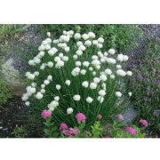 Allium  schoenoprasum White One /  Metélőhagyma snidling fehér virágú