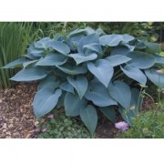 Hosta tardiana Halcyon / Kék levelű árnyékliliom